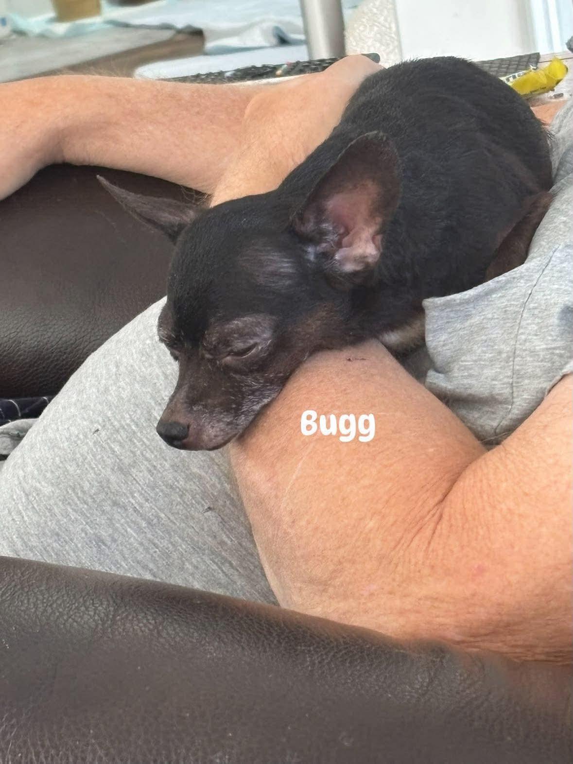 Bugg, Adoptable, Adult Female Chihuahua.
