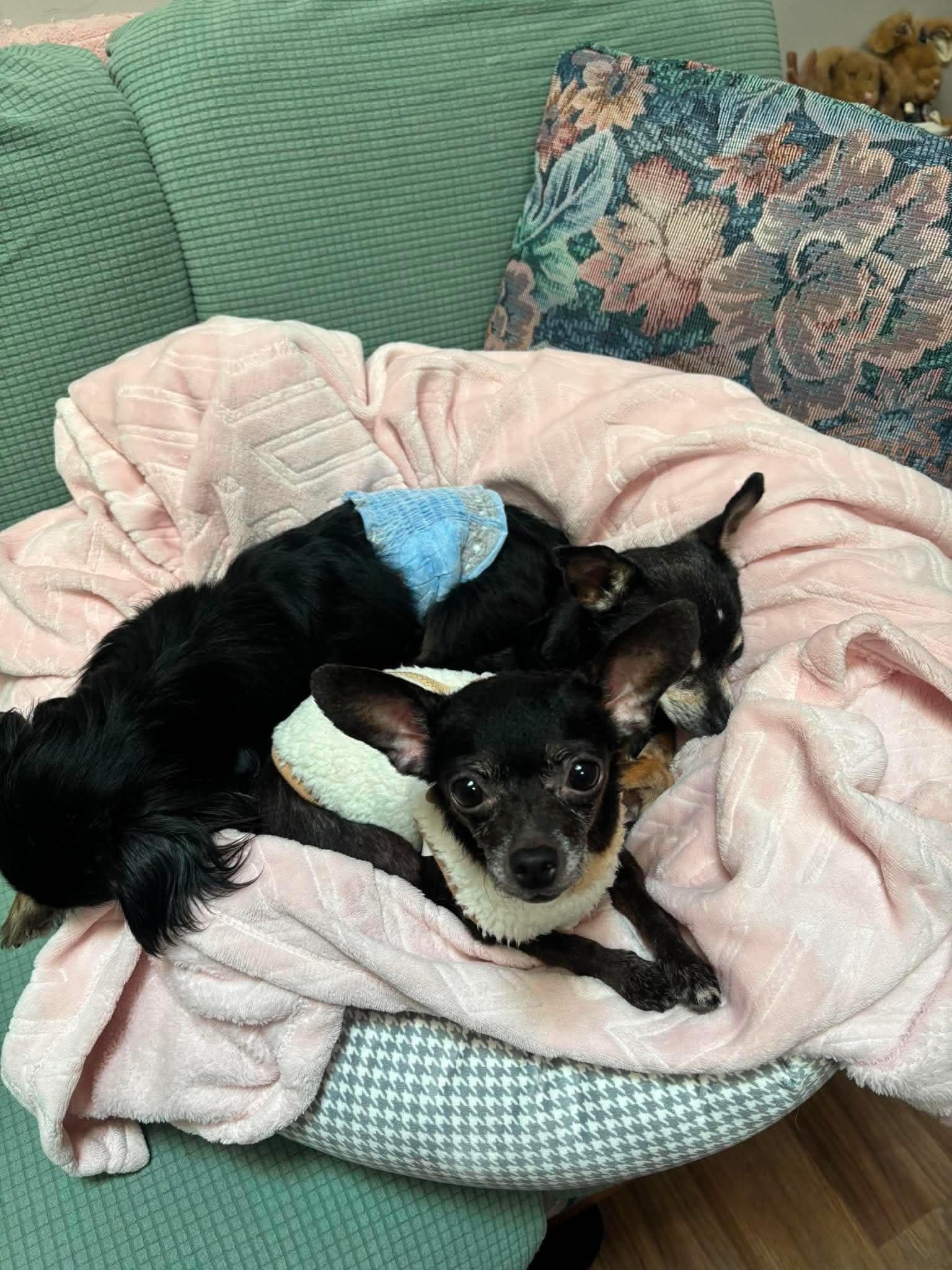 Bugg, a Adoptable Chihuahua in Richmond, KY image 2/5