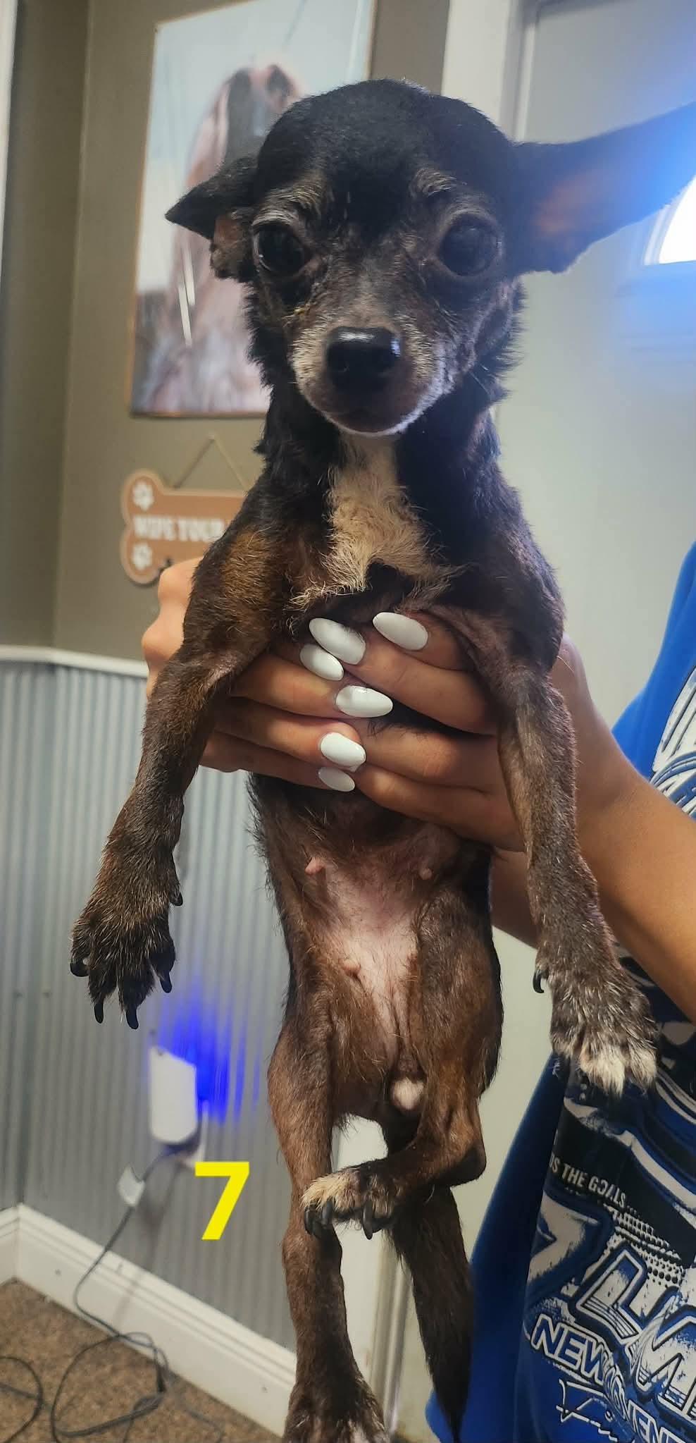 Bugg, a Adoptable Chihuahua in Richmond, KY image 3/5