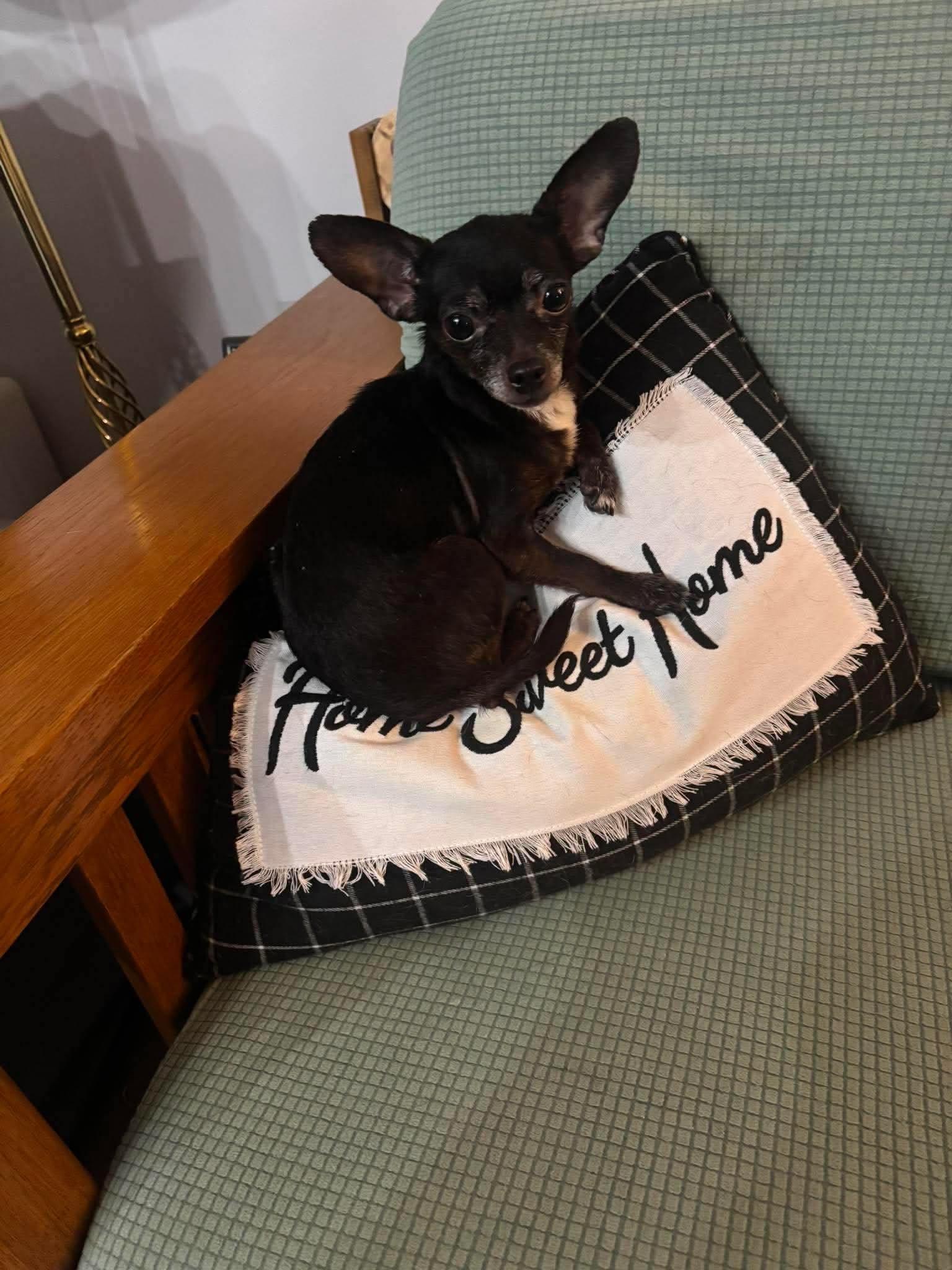 Bugg, a Adoptable Chihuahua in Richmond, KY image 5/5