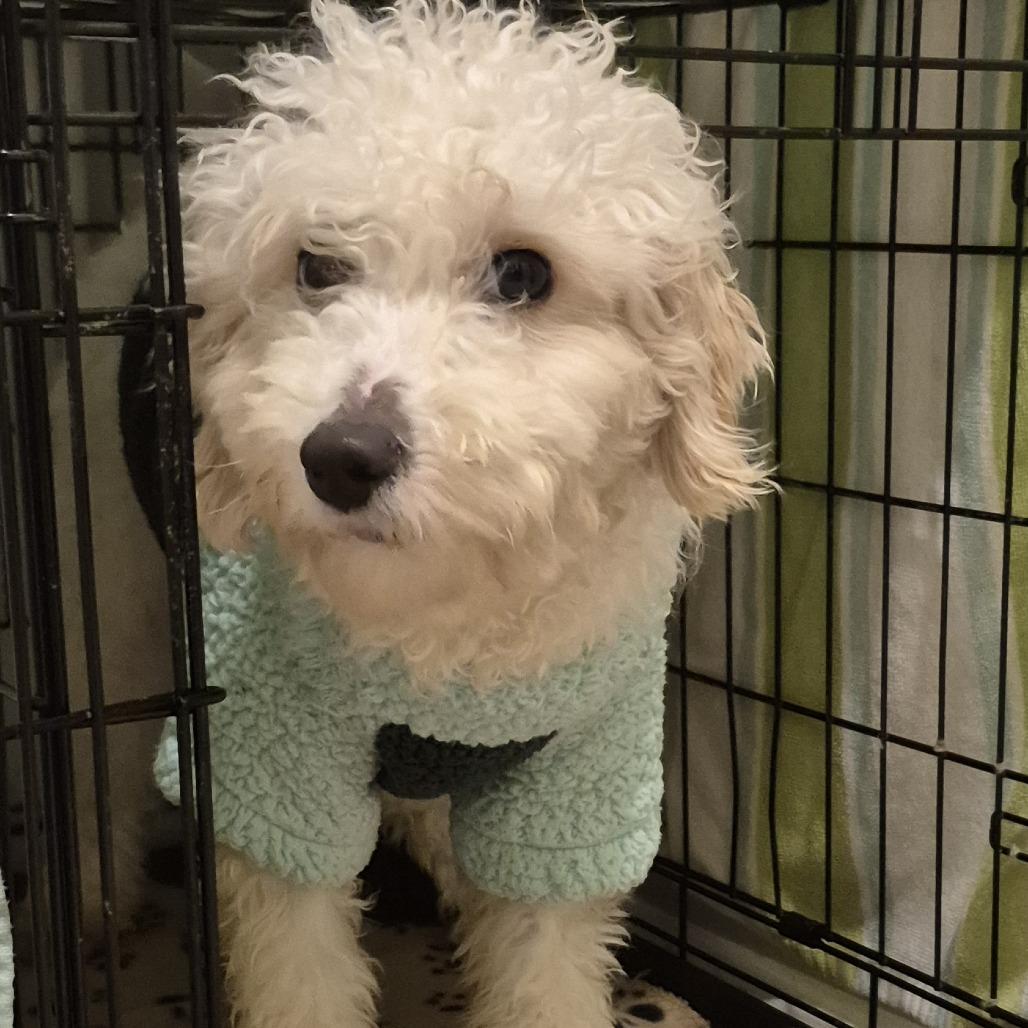 Alfie, Adoptable, Young Male Poodle.