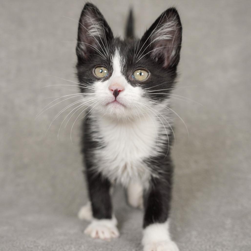 Lark, Adoptable, Kitten Female Domestic Medium Hair.