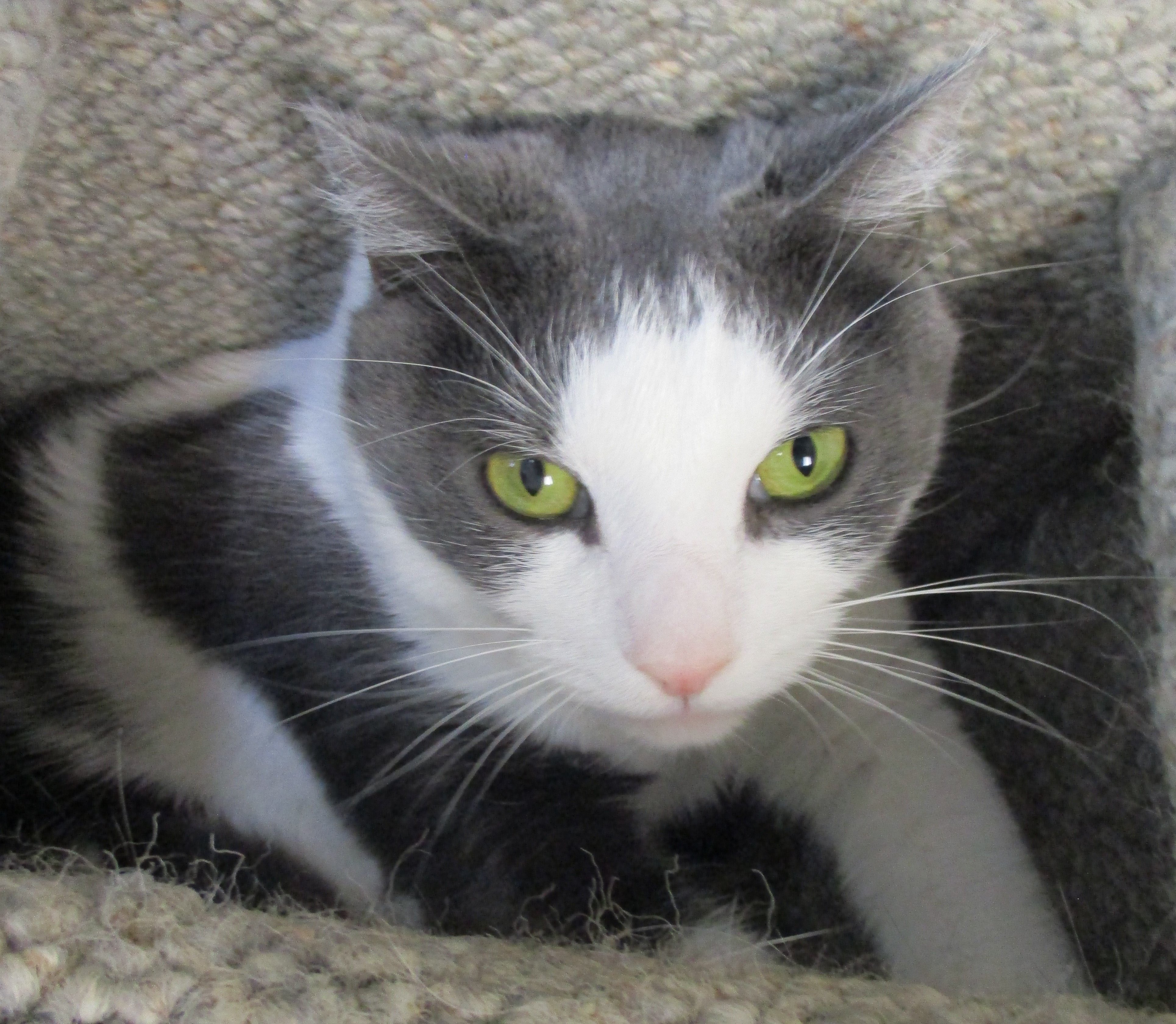 Ziggy, a Adoptable Domestic Short Hair in Dillsburg, PA image 3/6