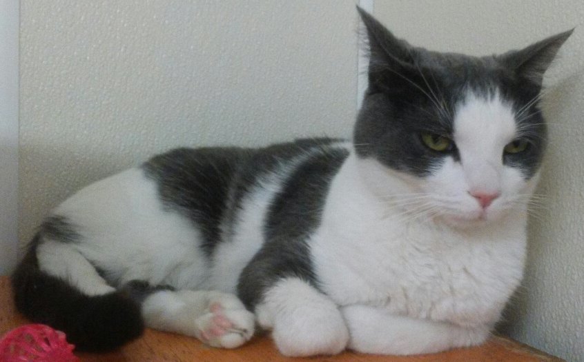 Ziggy, a Adoptable Domestic Short Hair in Dillsburg, PA image 4/6