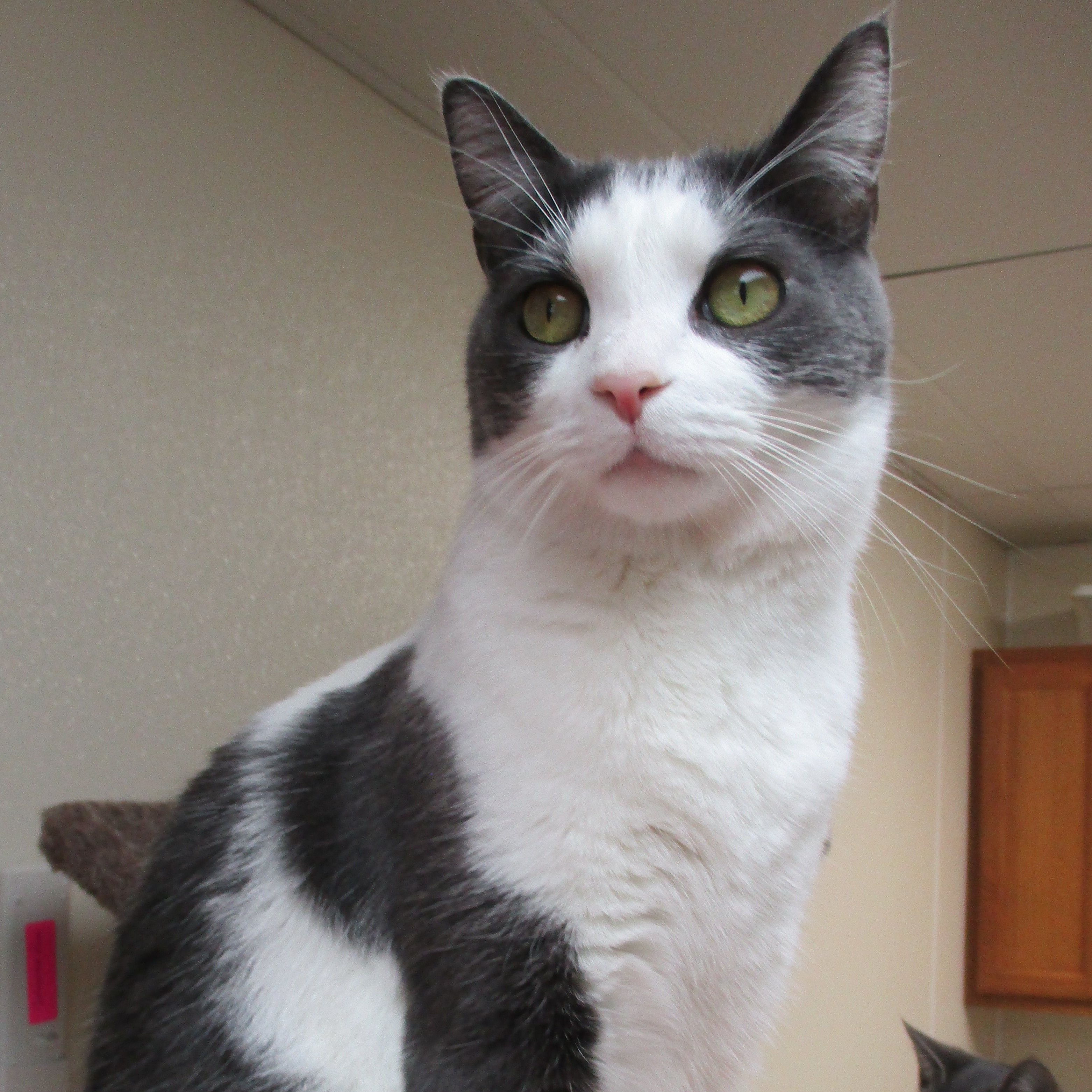 Ziggy, a Adoptable Domestic Short Hair in Dillsburg, PA image 1/6