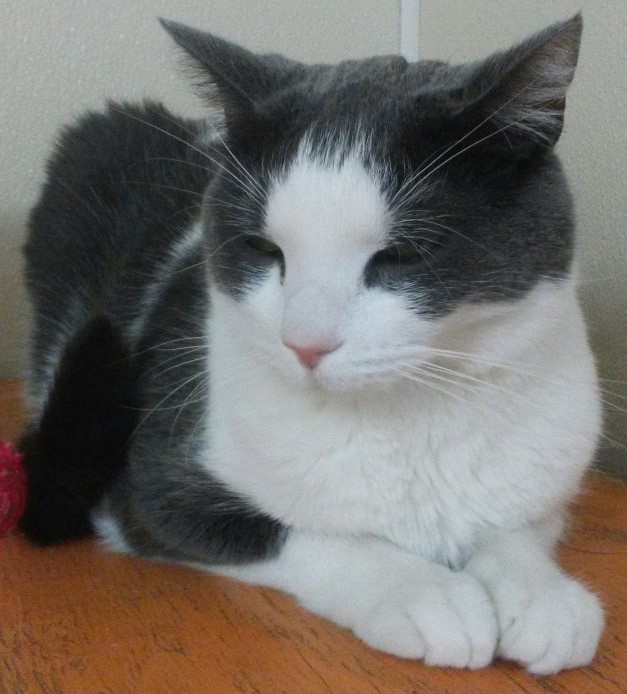 Ziggy, a Adoptable Domestic Short Hair in Dillsburg, PA image 2/6