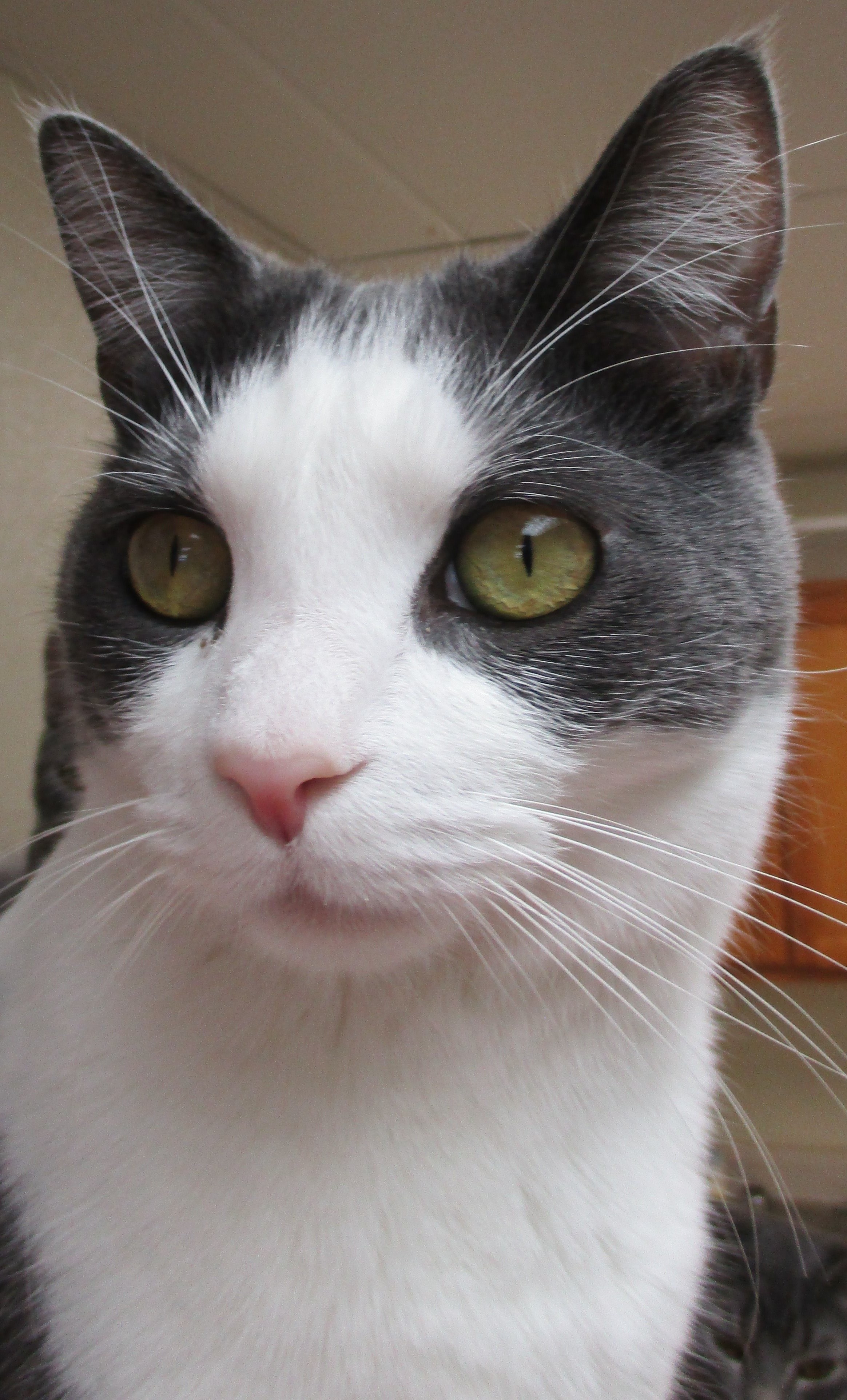 Ziggy, a Adoptable Domestic Short Hair in Dillsburg, PA image 5/6