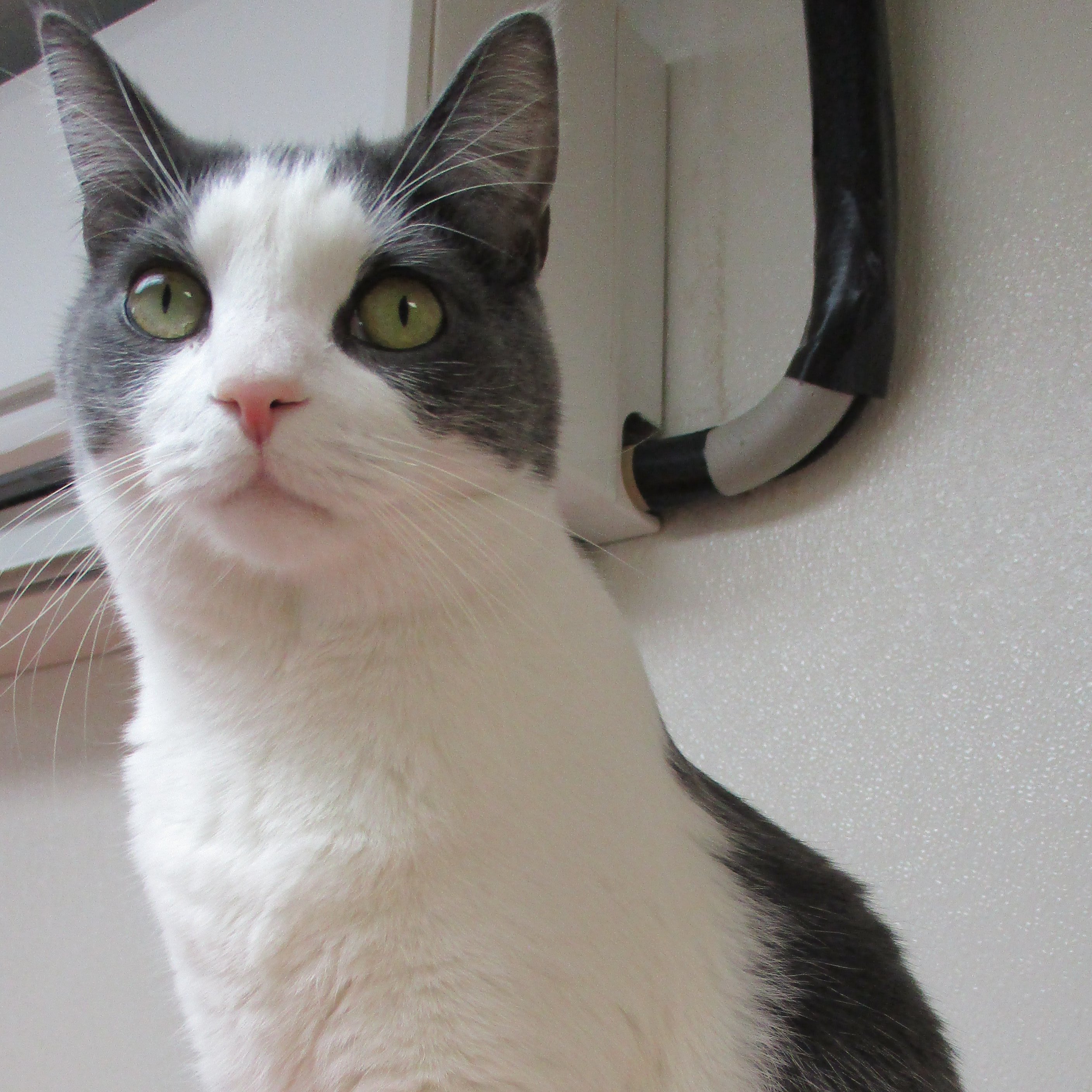 Ziggy, a Adoptable Domestic Short Hair in Dillsburg, PA image 6/6