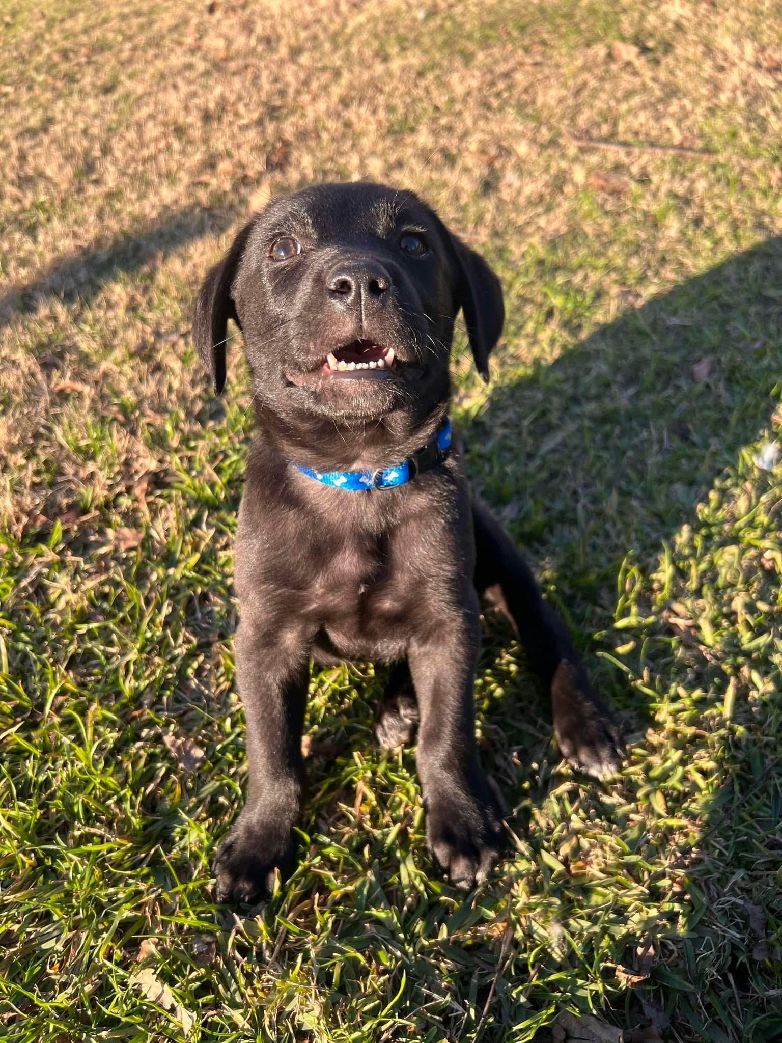 Finn, a Adopted mixed breed in Pottsboro, TX image 3/3