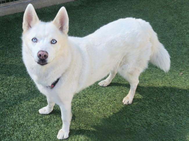 Enlarge KAHLEESI, a Adoptable mixed breed in Van Nuys, CA image 1/1