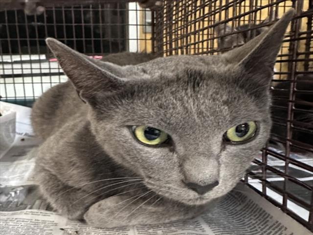 GATA, Adoptable, Adult Female Domestic Short Hair.
