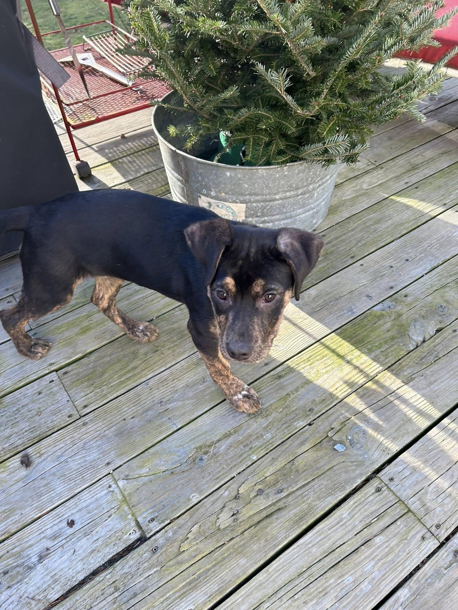 Enlarge Maria, an adoptable mixed breed in Huntingtown, MD image 1/3