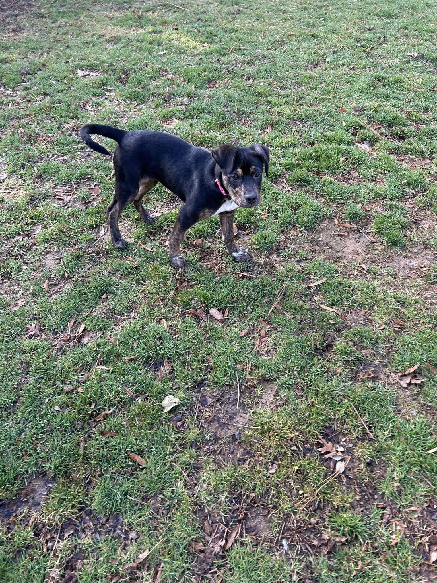 Enlarge Maria, an adoptable mixed breed in Huntingtown, MD image 2/3