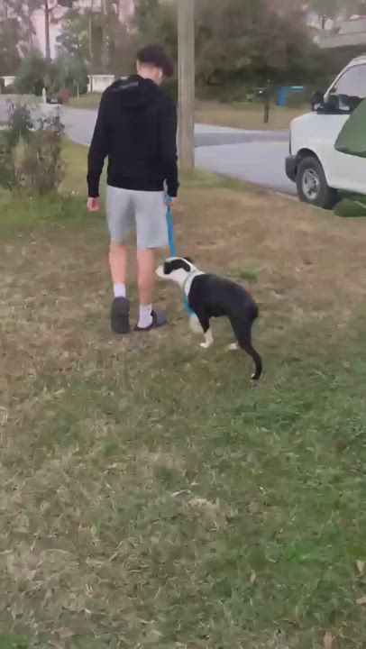 Enlarge Miko, a Adopted mixed breed in St Simons Island, GA video 6/11