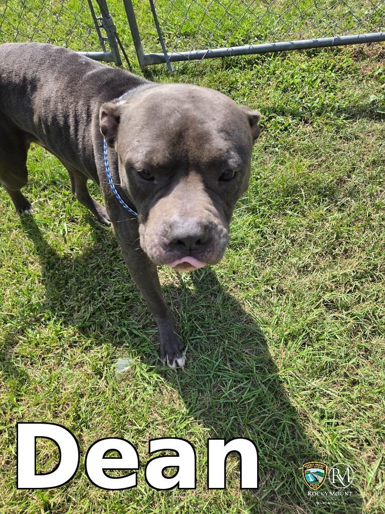 Dean, Adoptable, Adult Male Pit Bull Terrier.