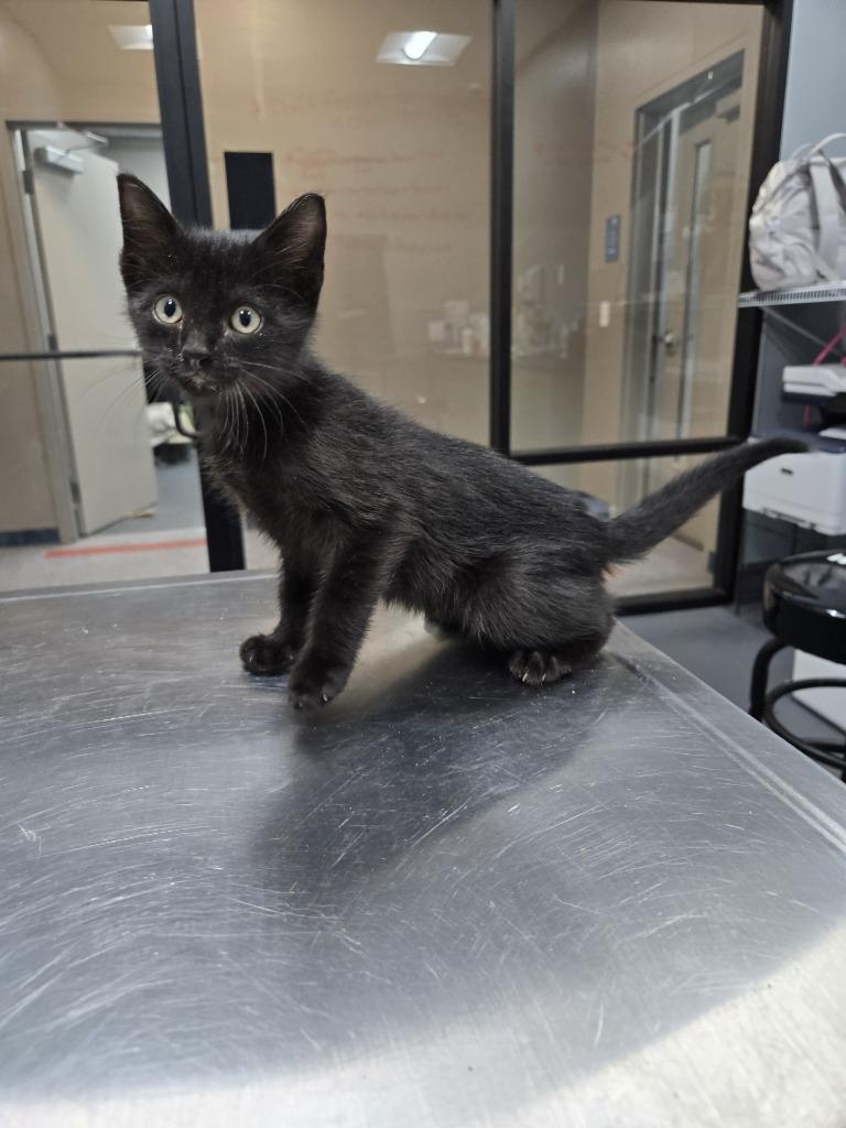 Enlarge Expired Coupon, a Adoptable American Shorthair in Ruston, LA image 1/1