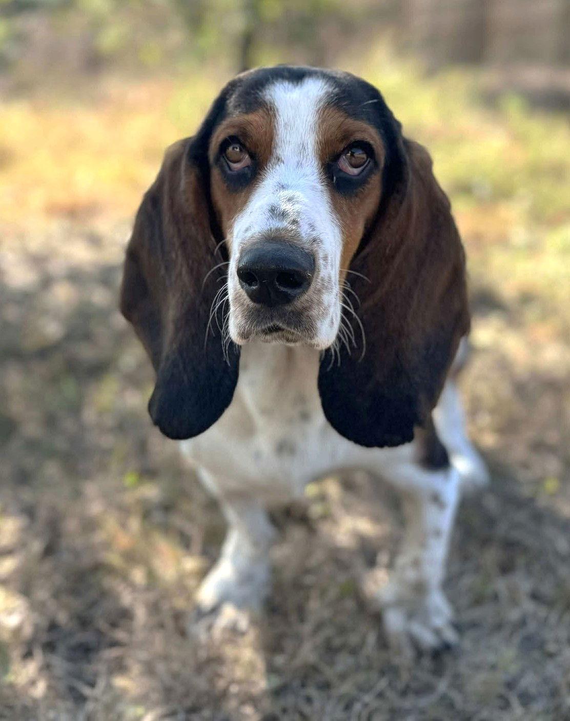 Twix TX, Adoptable, Adult Female Basset Hound & Beagle.