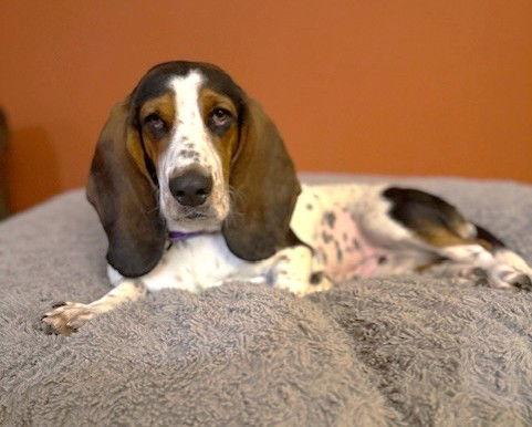 Enlarge Twix TX, a Adoptable mixed breed in Boonton, NJ image 2/3