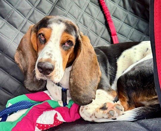 Enlarge Twix TX, a Adoptable mixed breed in Boonton, NJ image 3/3