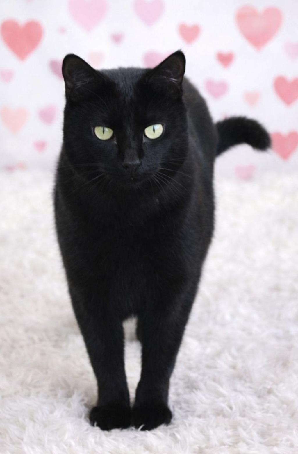 Spookly, Adoptable, Adult Female Bombay.