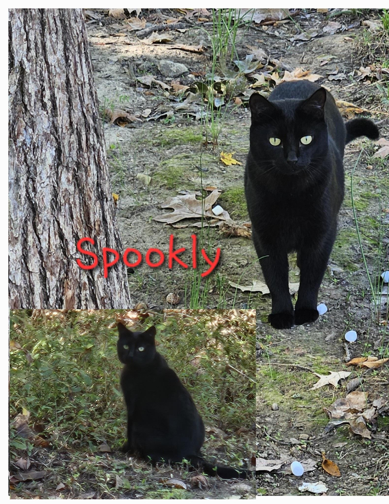 Enlarge Spookly, a Adoptable Bombay in Central City, KY image 1/1