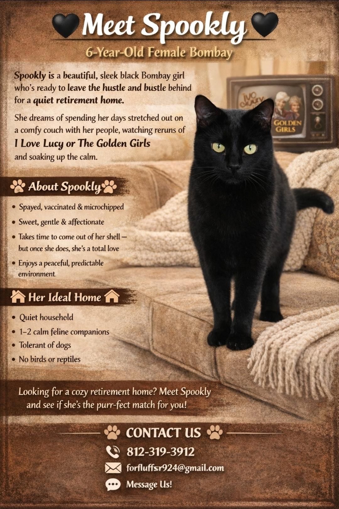 Spookly, a Adoptable Bombay in Central City, KY image 2/2