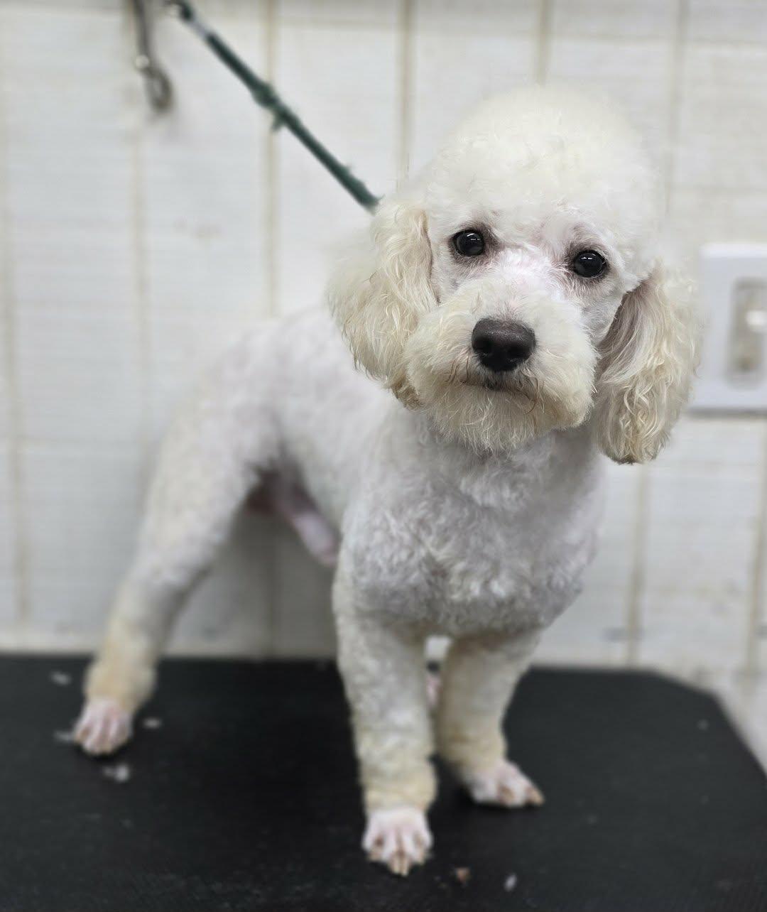 Enlarge Isocles, a ADOPTABLE Poodle in Wheelersburg, OH image 3/4