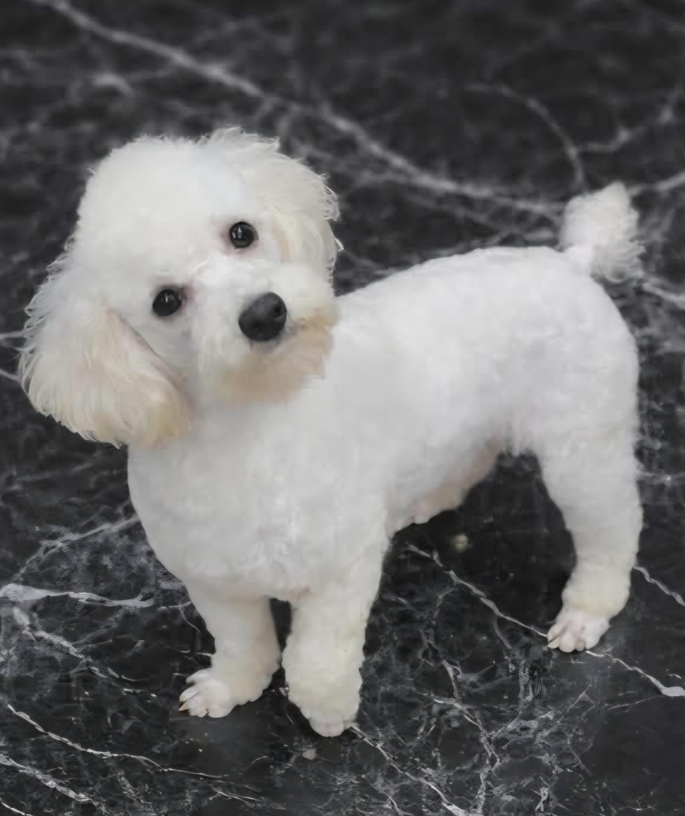 Enlarge Isocles, a ADOPTABLE Poodle in Wheelersburg, OH image 1/4