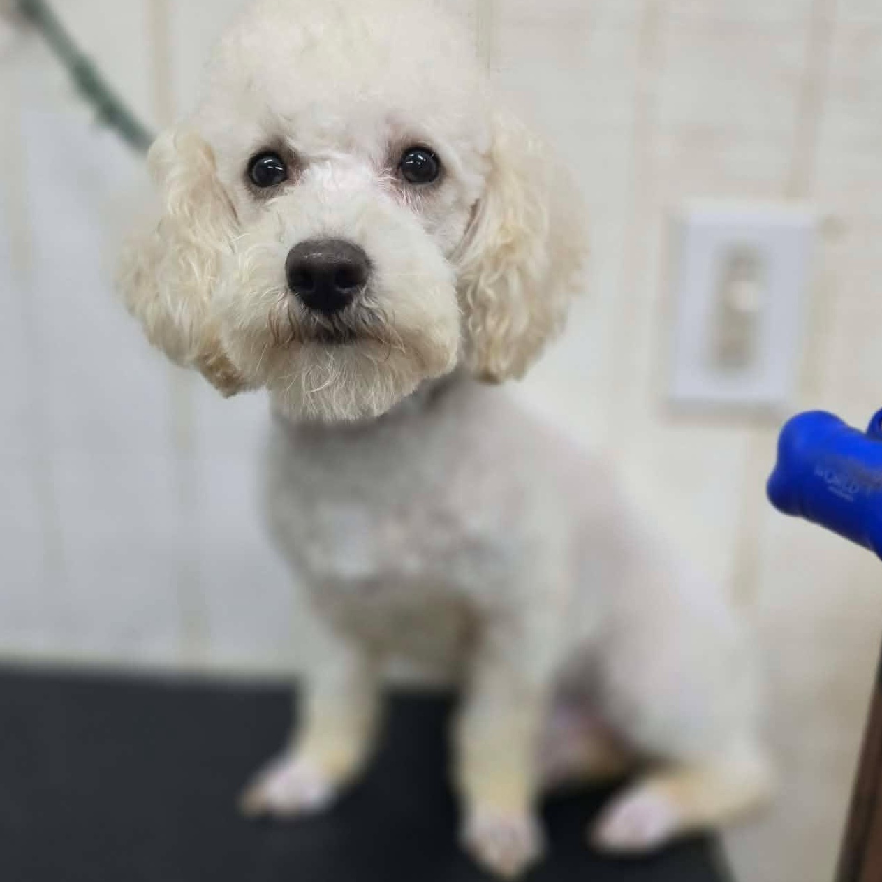 Enlarge Isocles, a ADOPTABLE Poodle in Wheelersburg, OH image 2/4