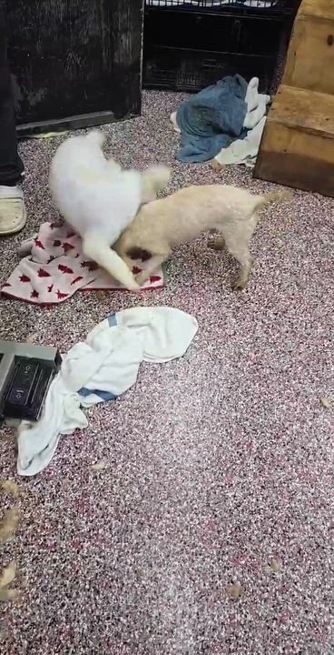 Enlarge Isocles, a ADOPTABLE Poodle in Wheelersburg, OH video 4/4