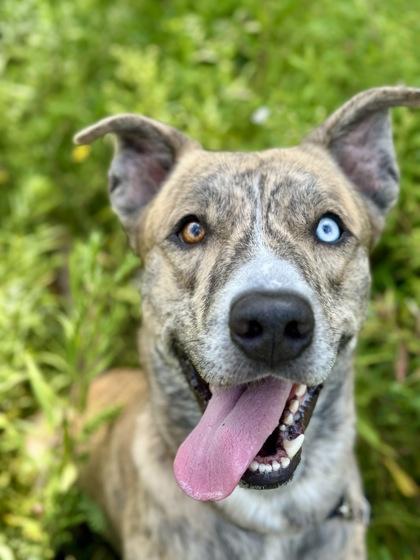 Enlarge Zuma, a ADOPTABLE Mixed Breed in Westbrook, ME image 1/3