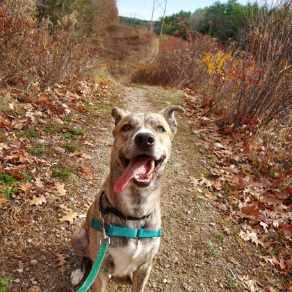 Enlarge Zuma, a ADOPTABLE Mixed Breed in Westbrook, ME image 3/3