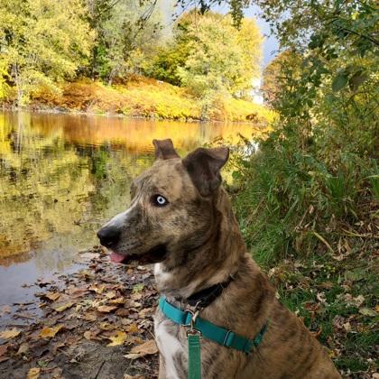 Enlarge Zuma, a ADOPTABLE Mixed Breed in Westbrook, ME image 2/3