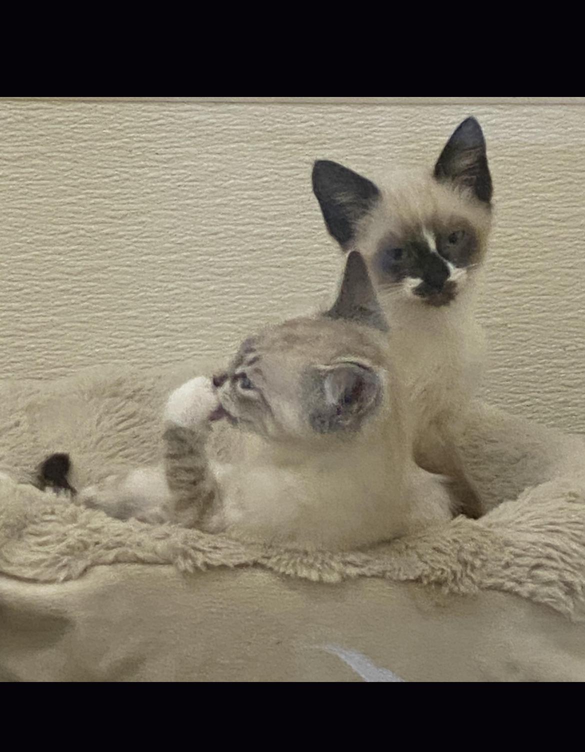 Sassafrass and Savannah