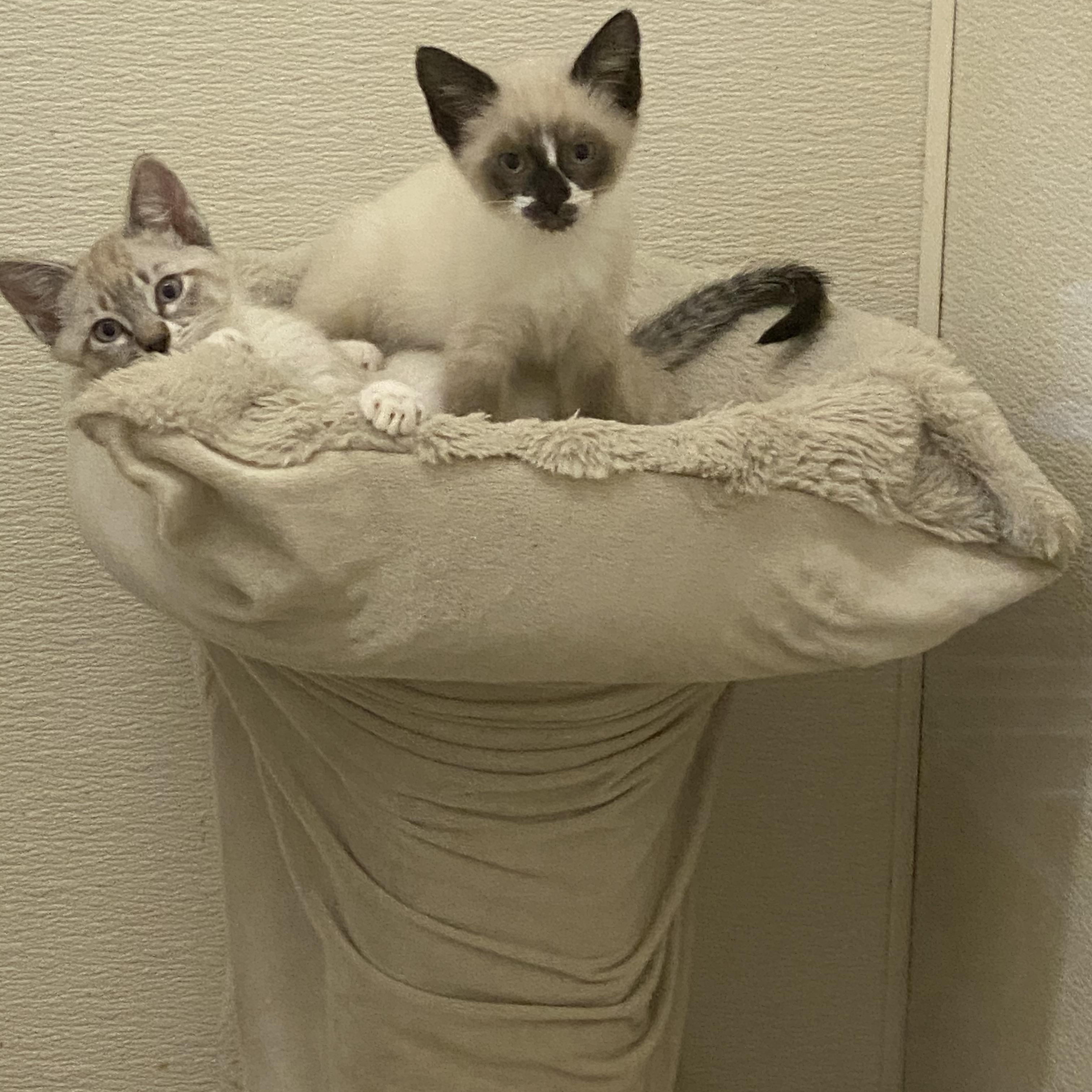 Sassafrass and Savannah