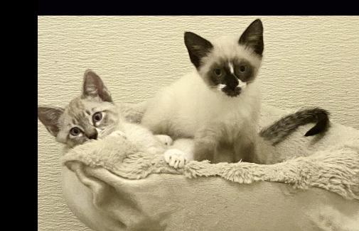 Sassafrass and Savannah