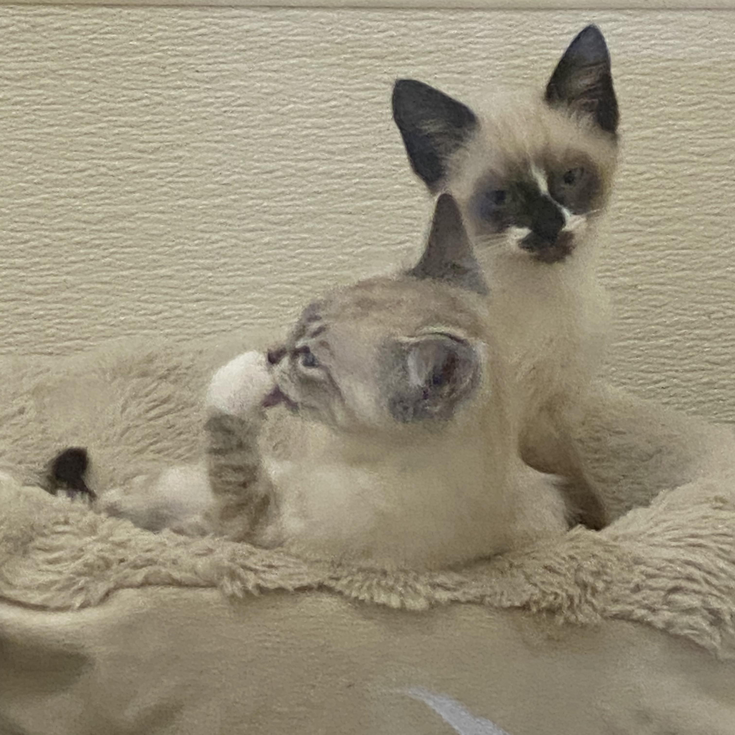 Sassafrass and Savannah