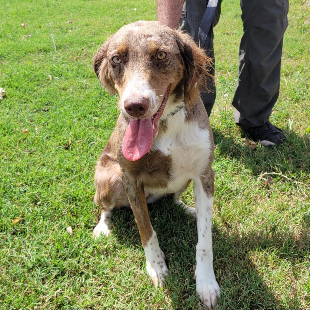 Bella, Adoptable, Adult Female Australian Shepherd & Spaniel.