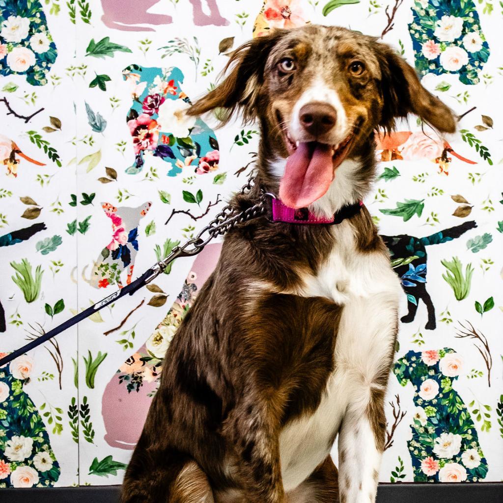 Enlarge Bella, a Adoptable mixed breed in Branson, MO image 2/2