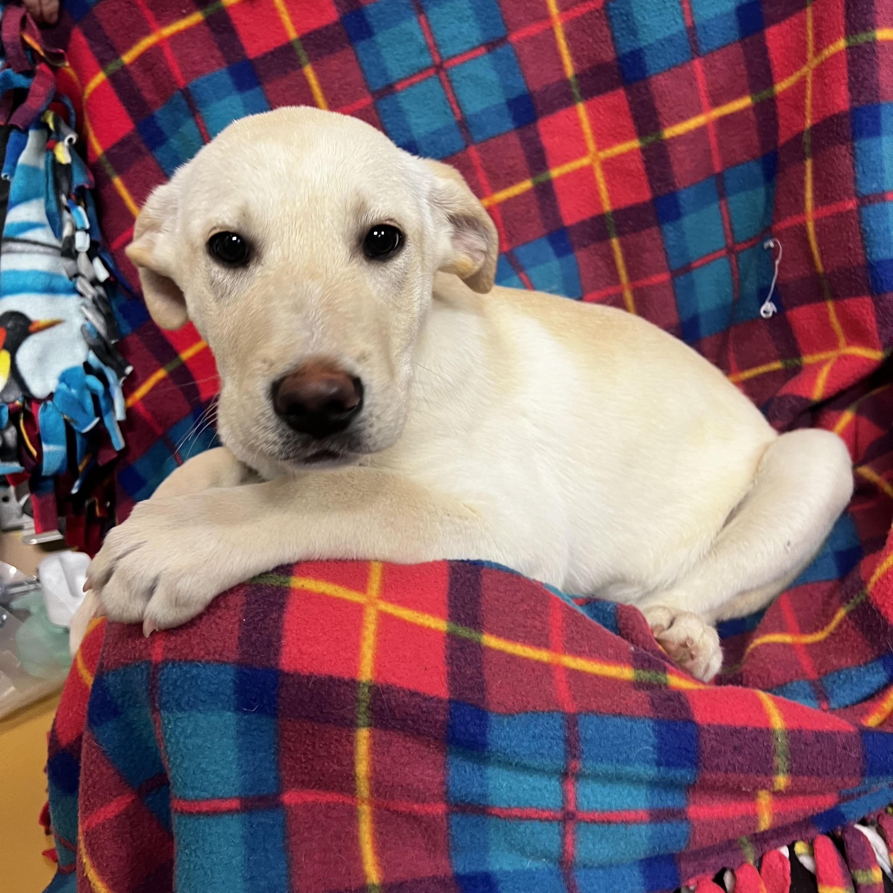 Enlarge Anna, a ADOPTABLE mixed breed in Snoqualmie, WA image 3/3