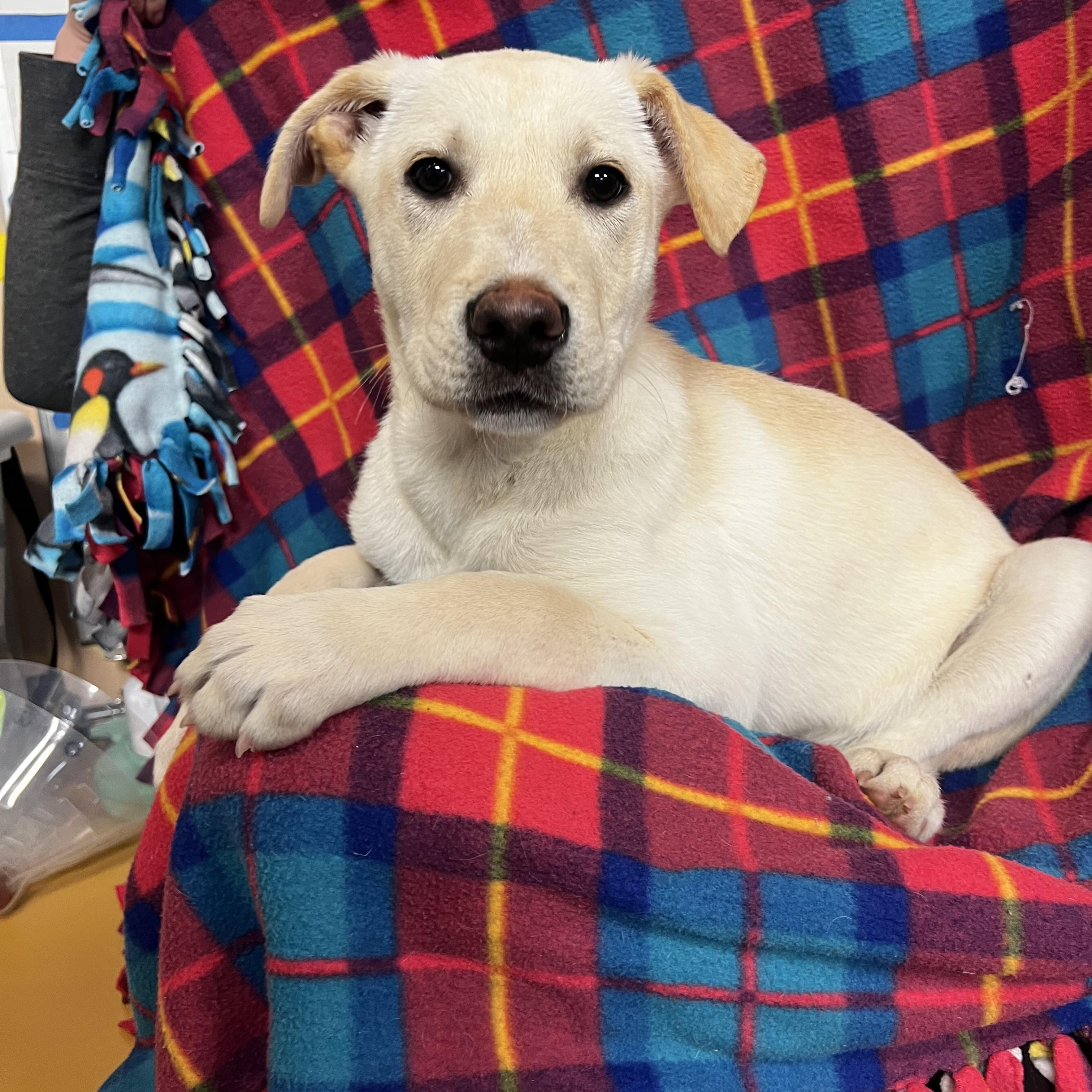 Enlarge Anna, a ADOPTABLE mixed breed in Snoqualmie, WA image 1/3