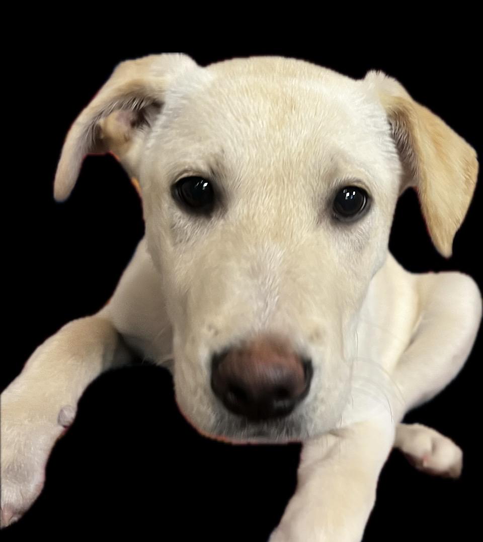 Enlarge Anna, a ADOPTABLE mixed breed in Snoqualmie, WA image 2/3