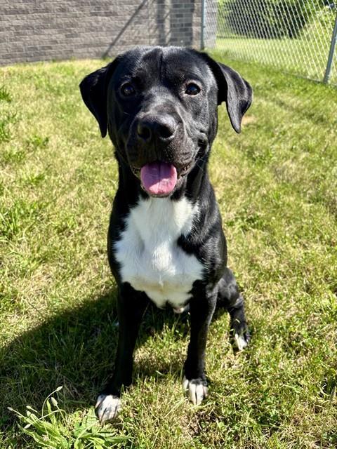 ROLY_POLY, Adoptable, Young Male Labrador Retriever & Mixed Breed.