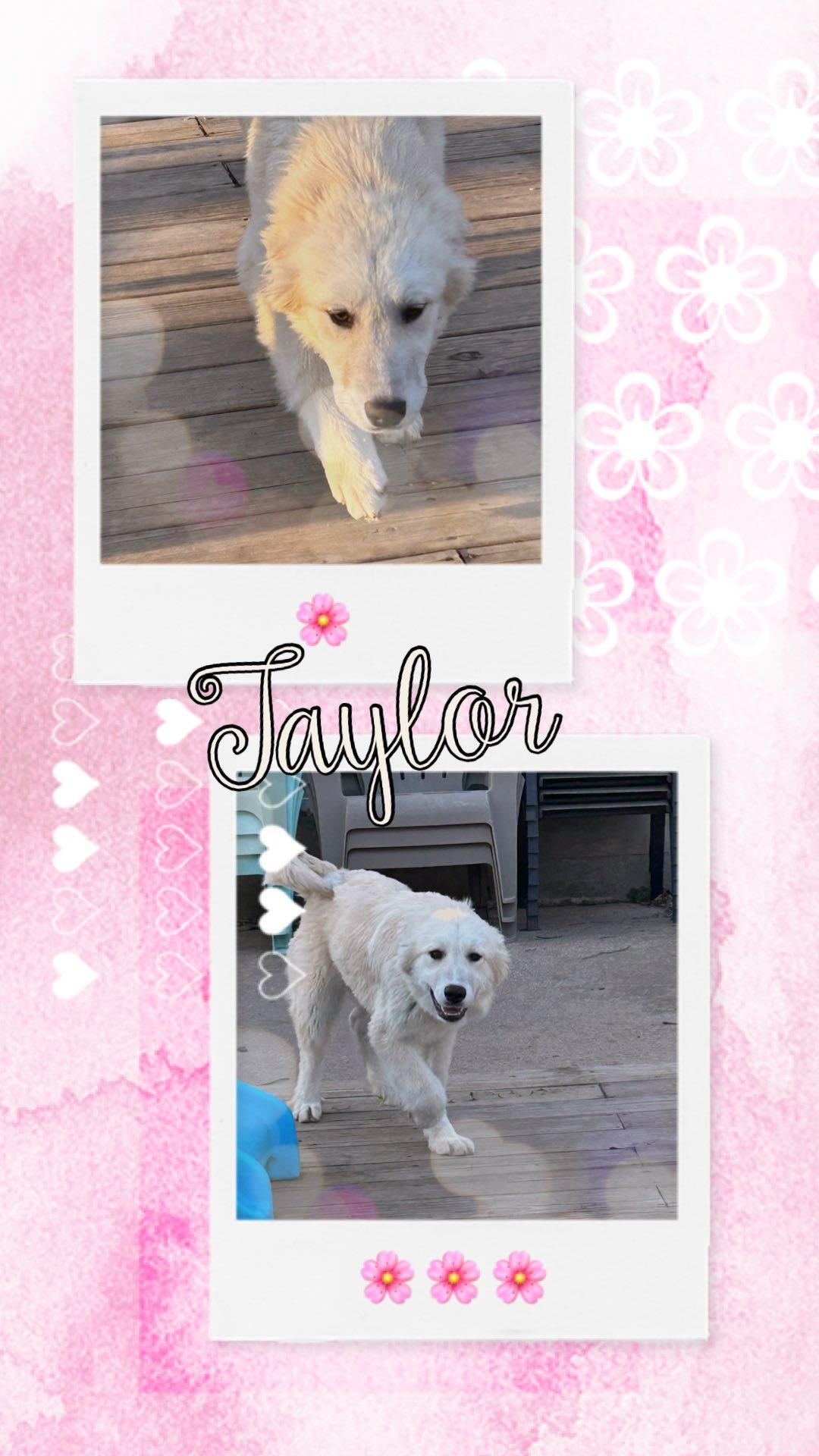 Enlarge Taylor, a Adopted mixed breed in Waldwick, NJ image 1/1