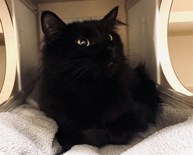 Enlarge MIDNIGHT, a Adoptable Domestic Medium Hair in Denver, CO image 1/1