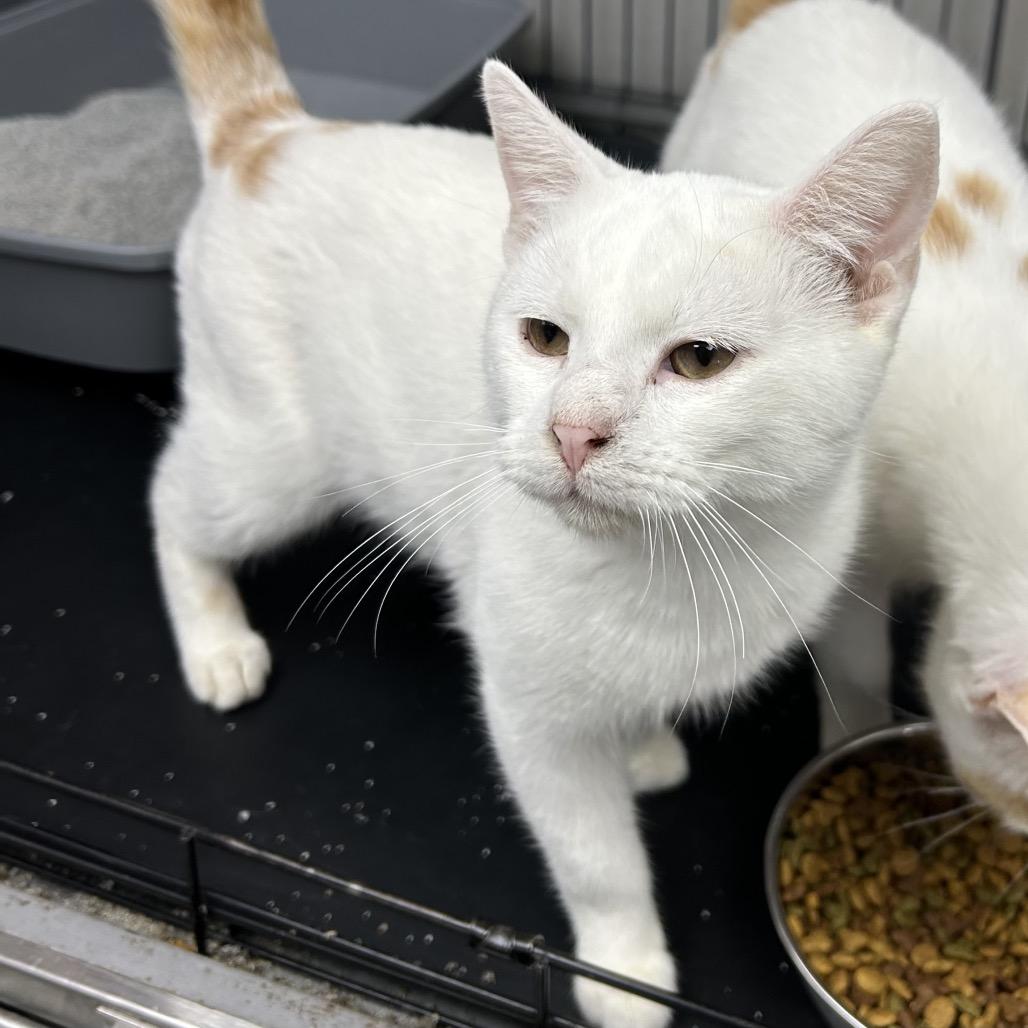 Enlarge Flurry, a Adoptable Domestic Short Hair in Hannibal, MO image 2/2