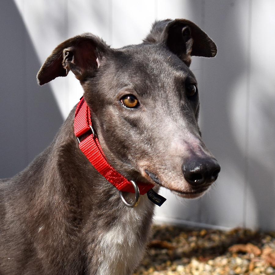 Rebel, ADOPTABLE, Adult Male Greyhound.