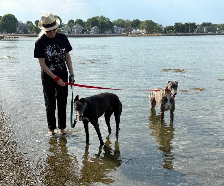 Rebel, a ADOPTABLE Greyhound in Ware, MA image 2/5