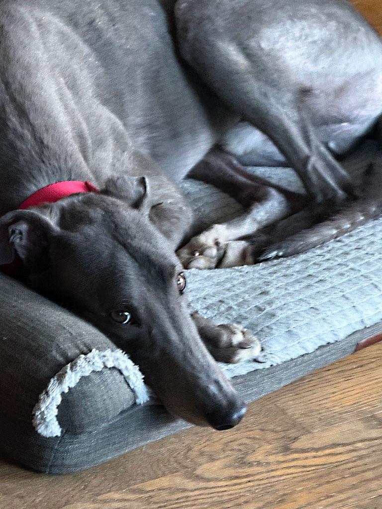 Rebel, a ADOPTABLE Greyhound in Ware, MA image 3/5
