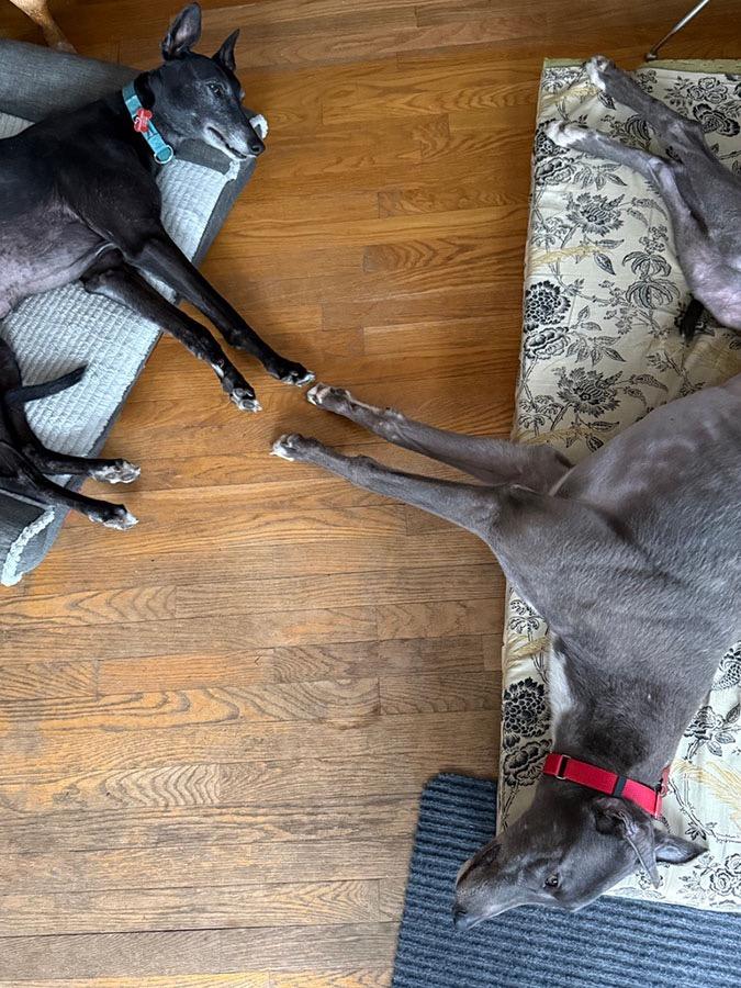 Rebel, a ADOPTABLE Greyhound in Ware, MA image 4/5